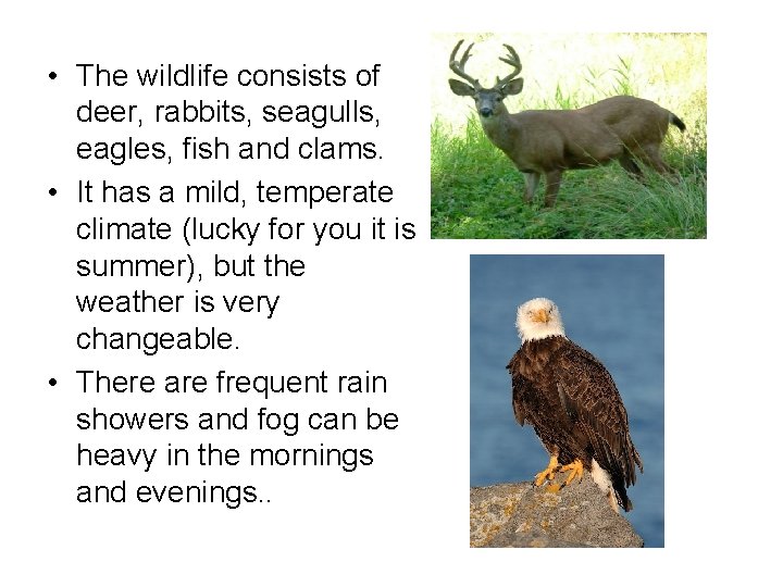  • The wildlife consists of deer, rabbits, seagulls, eagles, fish and clams. •