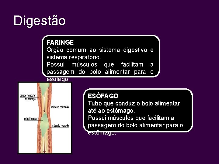 Digestão FARINGE Órgão comum ao sistema digestivo e sistema respiratório. Possui músculos que facilitam