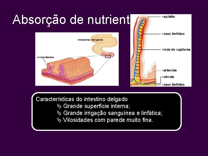 Absorção de nutrientes Características do intestino delgado Grande superfície interna; Grande irrigação sanguínea e