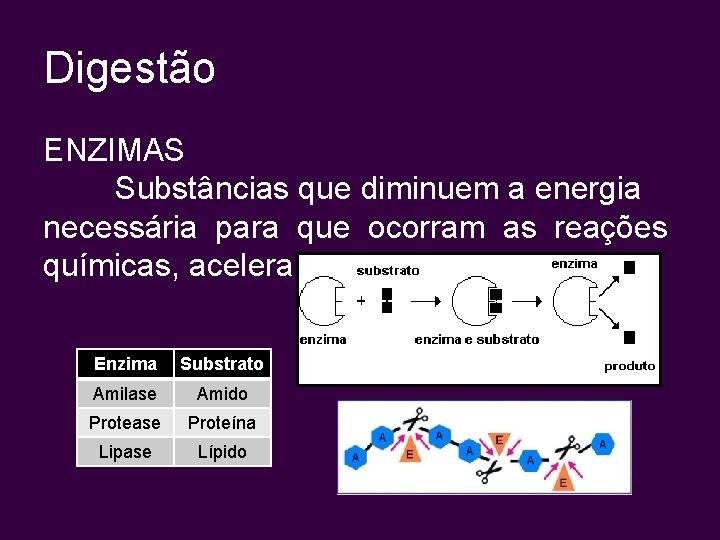 Digestão ENZIMAS Substâncias que diminuem a energia necessária para que ocorram as reações químicas,