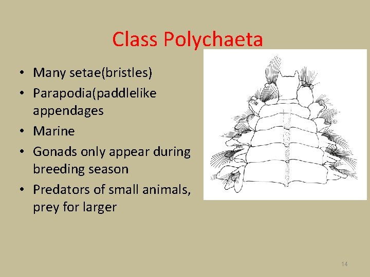 Class Polychaeta • Many setae(bristles) • Parapodia(paddlelike appendages • Marine • Gonads only appear