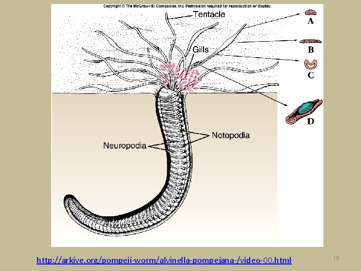 http: //arkive. org/pompeii-worm/alvinella-pompejana-/video-00. html 19 