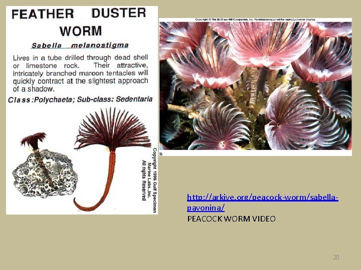 http: //arkive. org/peacock-worm/sabellapavonina/ PEACOCK WORM VIDEO 20 