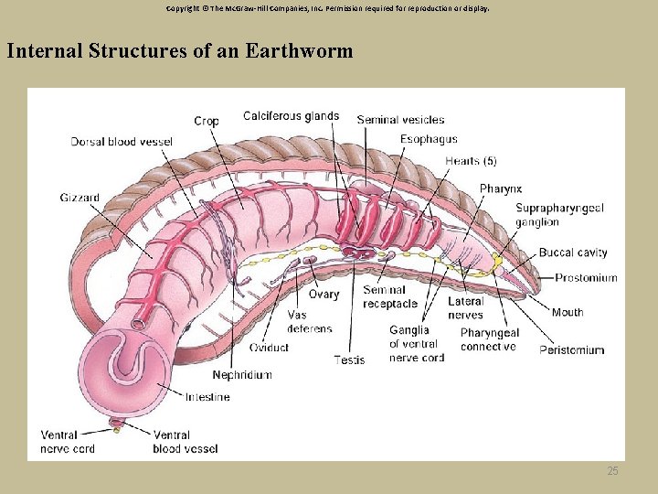 Copyright © The Mc. Graw-Hill Companies, Inc. Permission required for reproduction or display. Internal