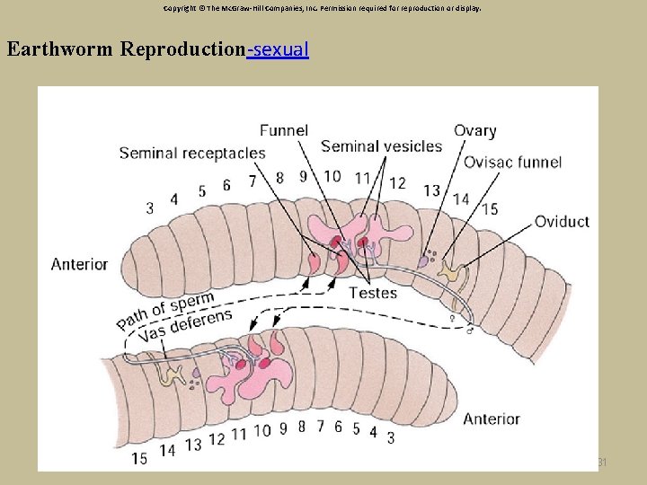 Copyright © The Mc. Graw-Hill Companies, Inc. Permission required for reproduction or display. Earthworm