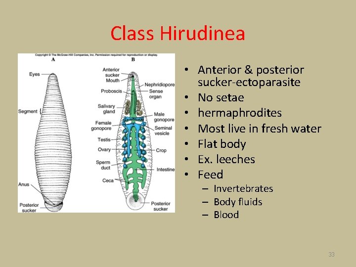 Class Hirudinea • Anterior & posterior sucker-ectoparasite • No setae • hermaphrodites • Most