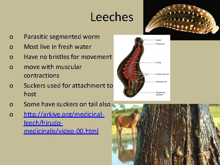 Leeches o o o o Parasitic segmented worm Most live in fresh water Have