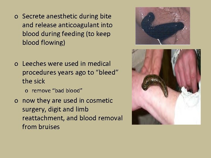 o Secrete anesthetic during bite and release anticoagulant into blood during feeding (to keep