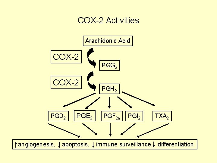 COX-2 Activities Arachidonic Acid COX-2 PGG 2 COX-2 PGD 2 angiogenesis, PGE 2 apoptosis,