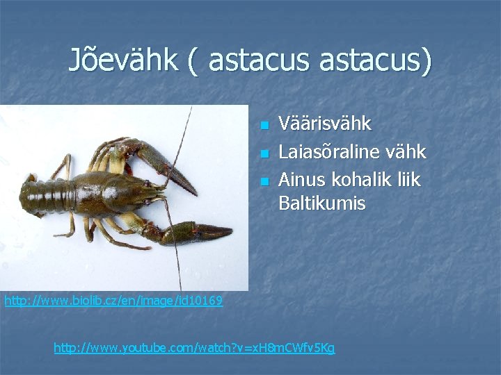 Jõevähk ( astacus) n http: //www. biolib. cz/e n/image/id 10169/ n n n Väärisvähk