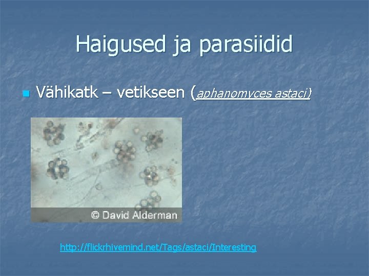 Haigused ja parasiidid n Vähikatk – vetikseen (aphanomyces astaci) http: //flickrhivemind. net/Tags/astaci/Interesting 