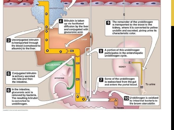 BILIRUBIN 