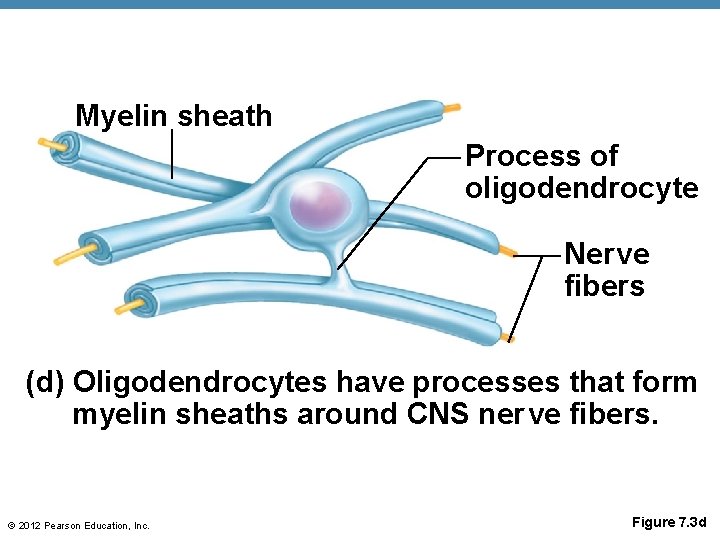 Myelin sheath Process of oligodendrocyte Ner ve fibers (d) Oligodendrocytes have processes that form