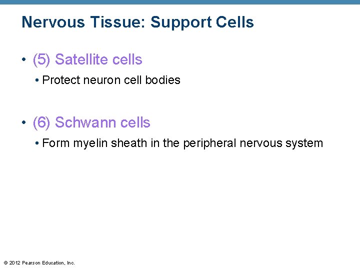 Nervous Tissue: Support Cells • (5) Satellite cells • Protect neuron cell bodies •