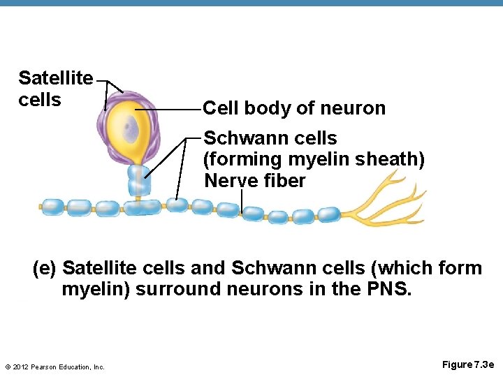 Satellite cells Cell body of neuron Schwann cells (forming myelin sheath) Nerve fiber (e)