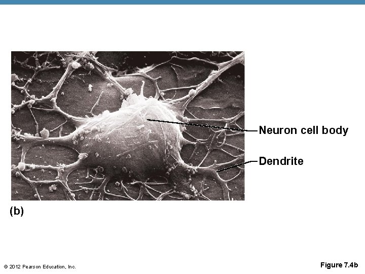 Neuron cell body Dendrite (b) © 2012 Pearson Education, Inc. Figure 7. 4 b