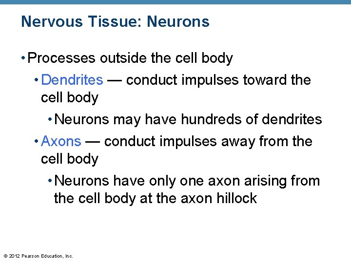 Nervous Tissue: Neurons • Processes outside the cell body • Dendrites — conduct impulses