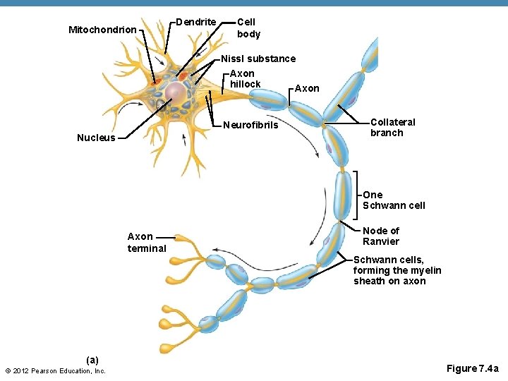 Mitochondrion Dendrite Cell body Nissl substance Axon hillock Axon Neurofibrils Nucleus Collateral branch One