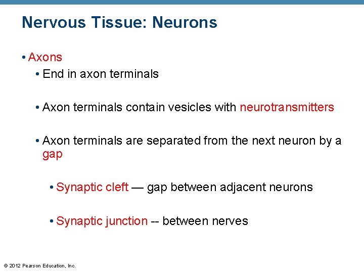 Nervous Tissue: Neurons • Axons • End in axon terminals • Axon terminals contain