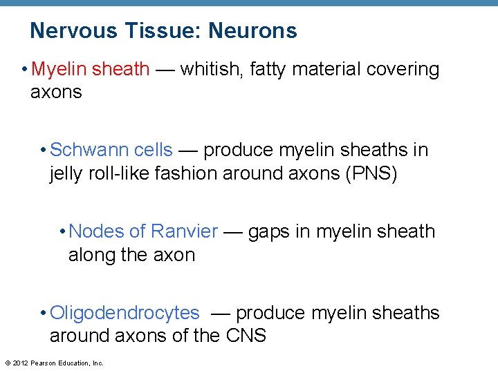 Nervous Tissue: Neurons • Myelin sheath — whitish, fatty material covering axons • Schwann