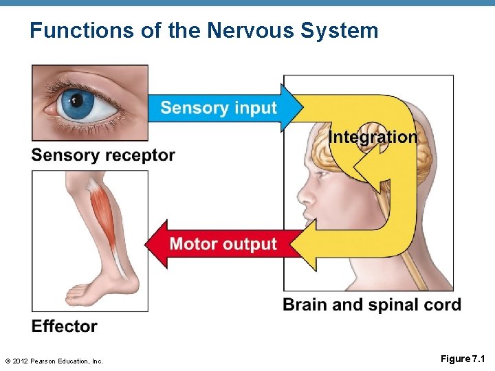 Functions of the Nervous System © 2012 Pearson Education, Inc. Figure 7. 1 