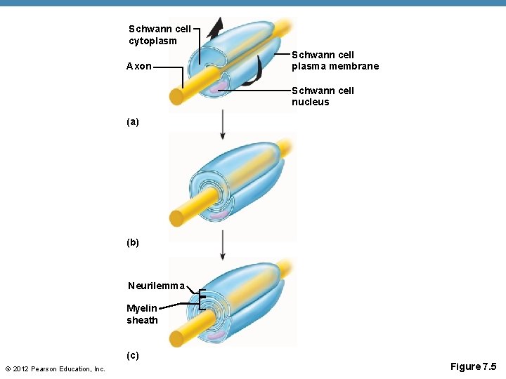 Schwann cell cytoplasm Axon Schwann cell plasma membrane Schwann cell nucleus (a) (b) Neurilemma