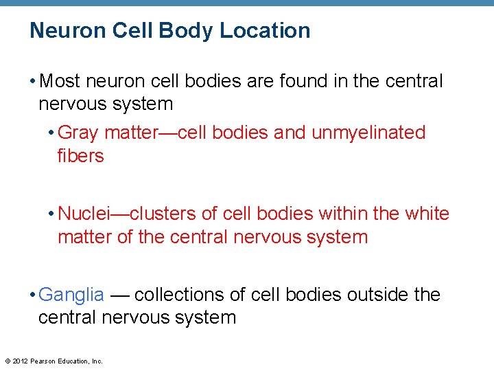 Neuron Cell Body Location • Most neuron cell bodies are found in the central