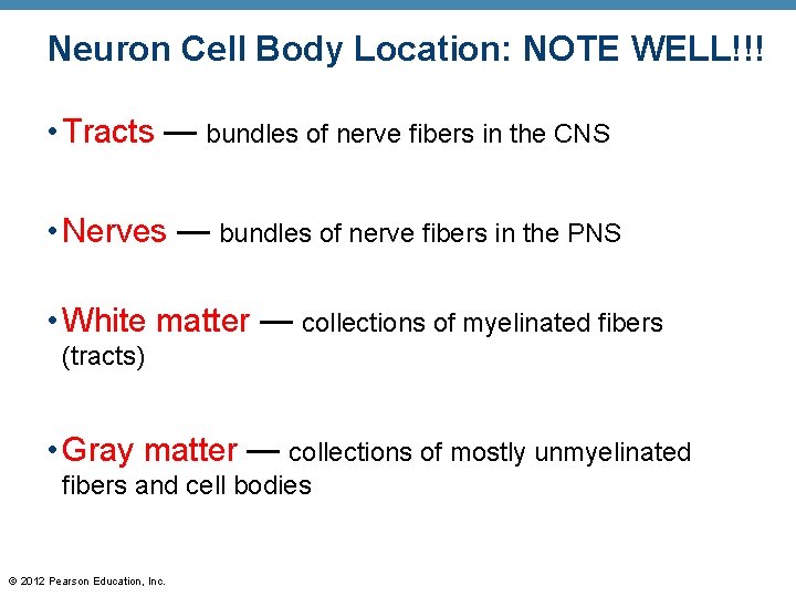 Neuron Cell Body Location: NOTE WELL!!! • Tracts — bundles of nerve fibers in