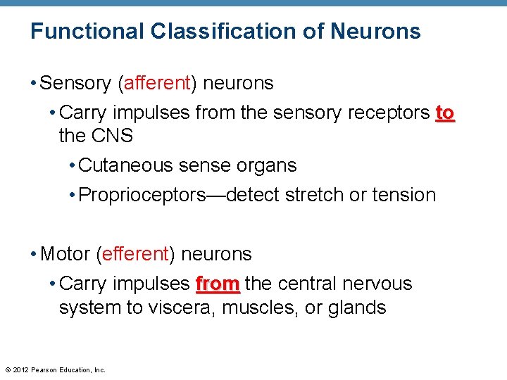 Functional Classification of Neurons • Sensory (afferent) neurons • Carry impulses from the sensory