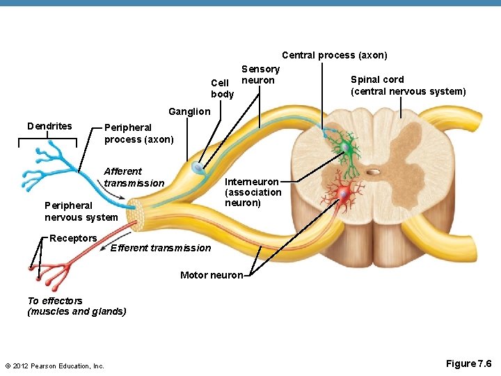 Central process (axon) Cell body Sensory neuron Spinal cord (central nervous system) Ganglion Dendrites