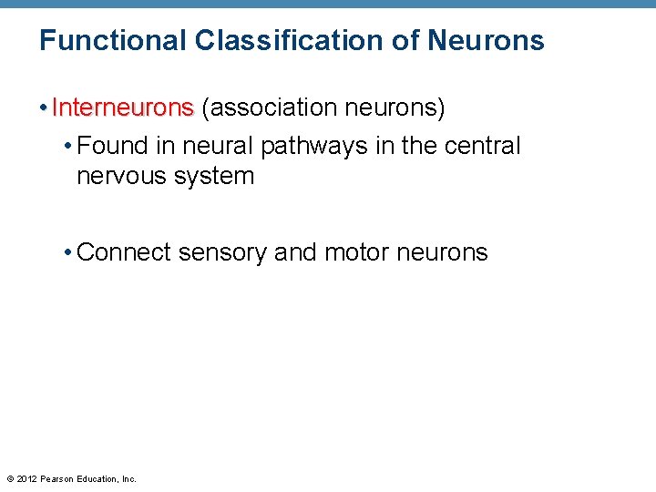 Functional Classification of Neurons • Interneurons (association neurons) • Found in neural pathways in