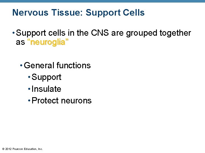 Nervous Tissue: Support Cells • Support cells in the CNS are grouped together as
