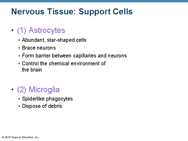 Nervous Tissue: Support Cells • (1) Astrocytes • Abundant, star-shaped cells • Brace neurons
