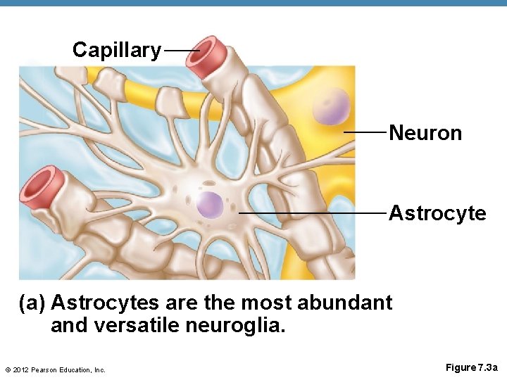 Capillary Neuron Astrocyte (a) Astrocytes are the most abundant and versatile neuroglia. © 2012