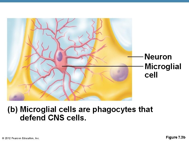 Neuron Microglial cell (b) Microglial cells are phagocytes that defend CNS cells. © 2012