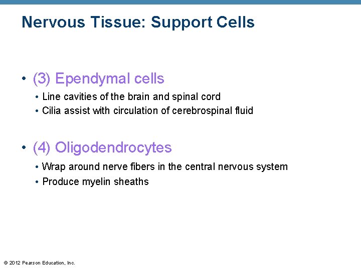 Nervous Tissue: Support Cells • (3) Ependymal cells • Line cavities of the brain