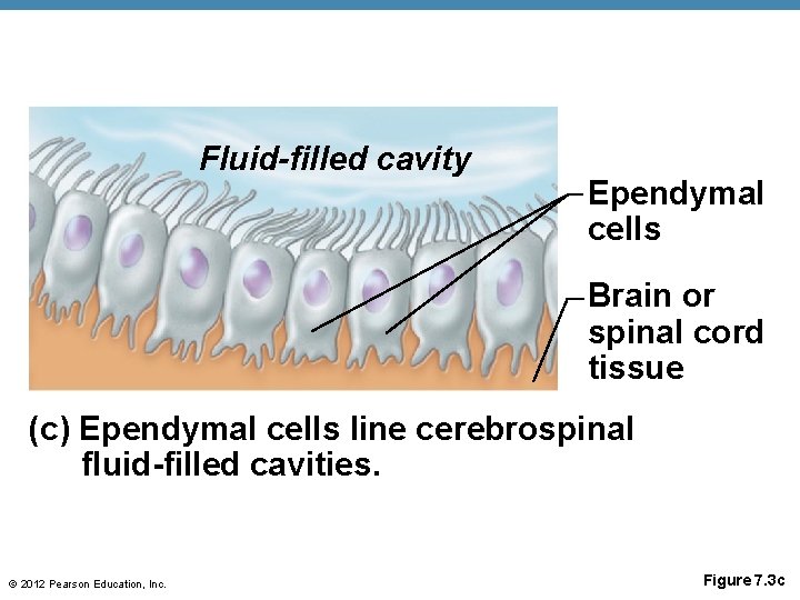 Fluid-filled cavity Ependymal cells Brain or spinal cord tissue (c) Ependymal cells line cerebrospinal