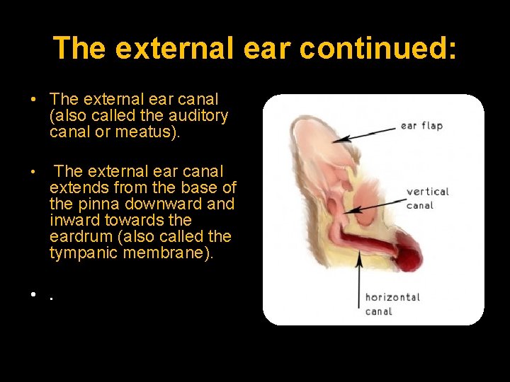 The external ear continued: • The external ear canal (also called the auditory canal