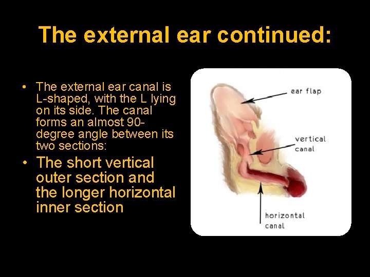 The external ear continued: • The external ear canal is L-shaped, with the L