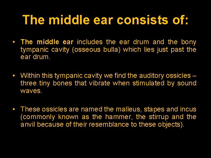 The middle ear consists of: • The middle ear includes the ear drum and