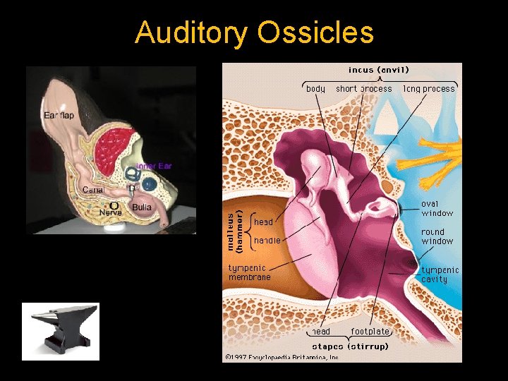 Auditory Ossicles 