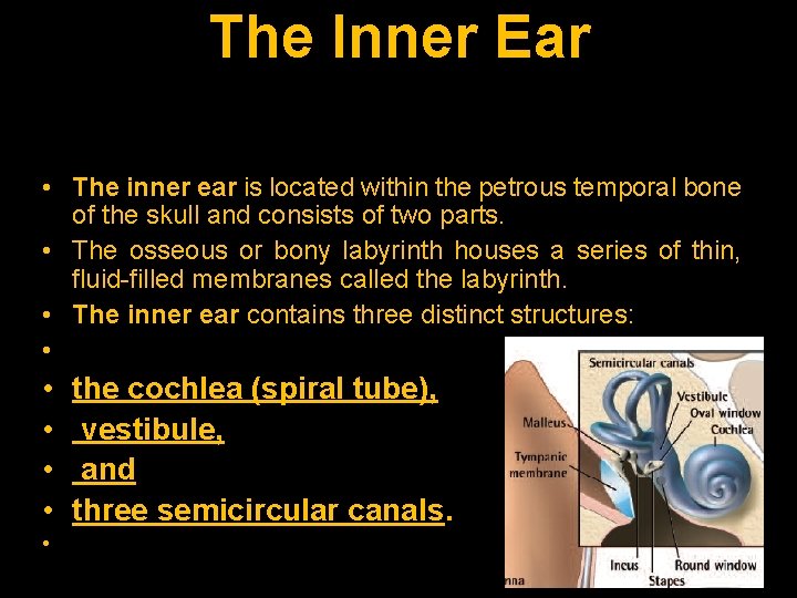 The Inner Ear • The inner ear is located within the petrous temporal bone