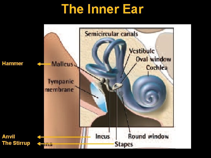The Inner Ear Hammer Anvil The Stirrup 