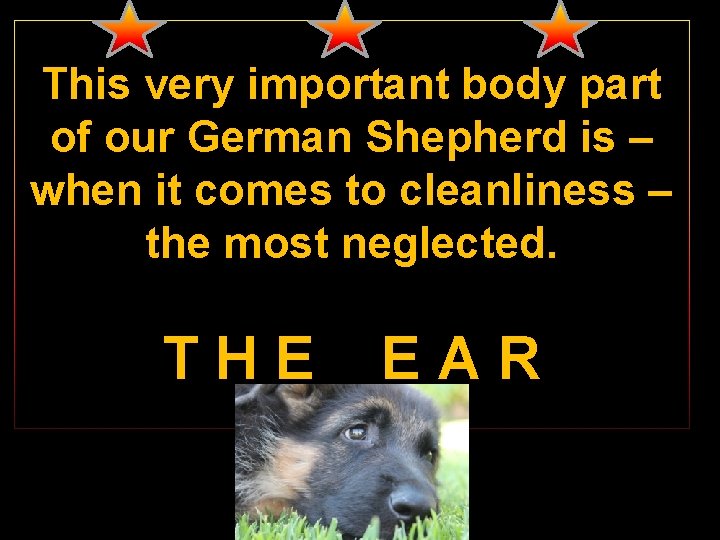 This very important body part of our German Shepherd is – when it comes