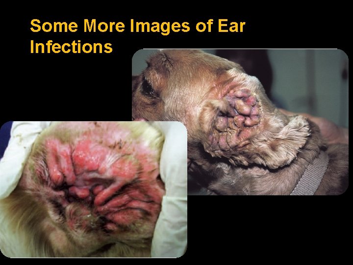 Some More Images of Ear Infections 