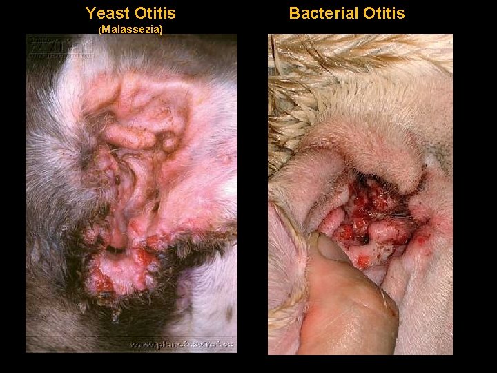 Yeast Otitis (Malassezia) Bacterial Otitis 
