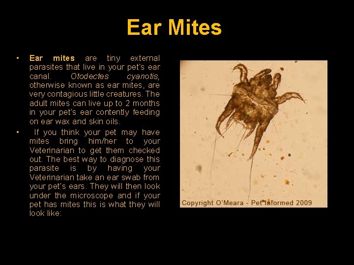 Ear Mites • • Ear mites are tiny external parasites that live in your