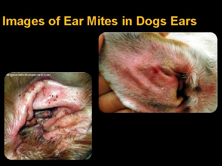 Images of Ear Mites in Dogs Ears 