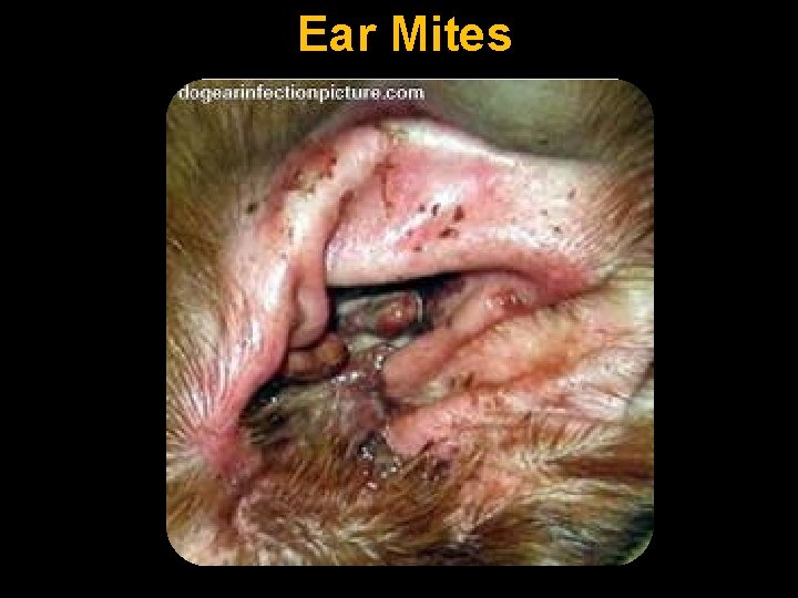 Ear Mites 