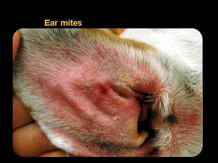 Ear mites 